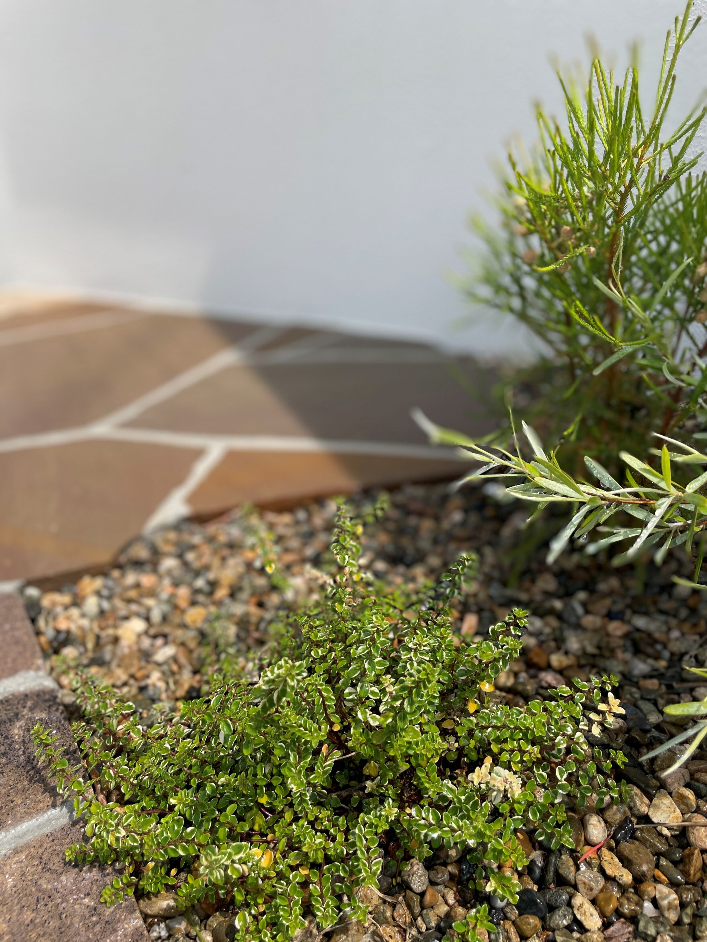 松江市 外構リフォーム 門壁横に植えられた植栽の写真