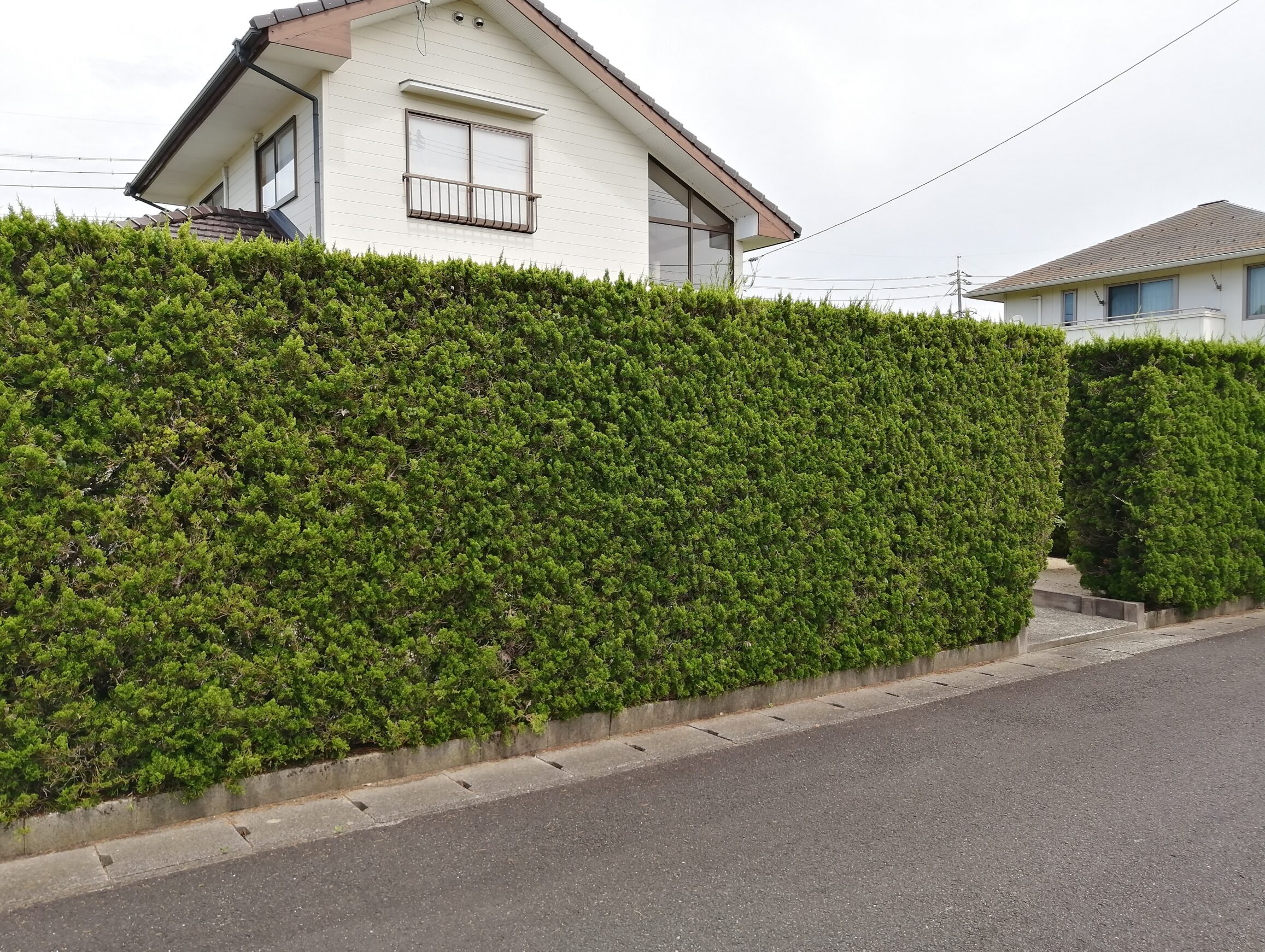 松江市 門まわり改修工事 施工前の生垣と門周りの様子